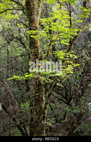 Bois profonds de Peneda Geres National Park, au nord du Portugal Banque D'Images