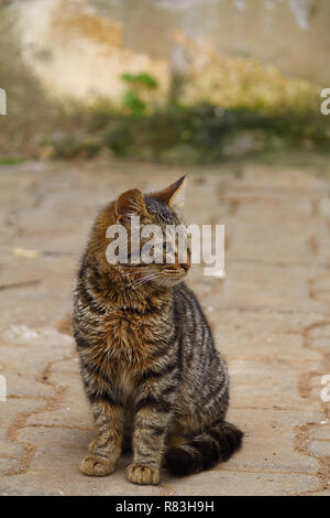 Portrait de chat européen. Portrait de beau chat. Cute cat à trois couleurs. European short haired cat. Portrait de chaton tricolore. Chat mignon. Banque D'Images