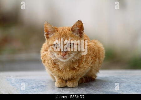 Portrait de chat européen. Portrait de beau chat. Cute cat à trois couleurs. European short haired cat. Portrait de chaton tricolore. Chat mignon. Banque D'Images