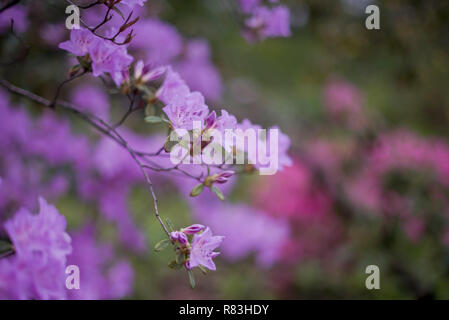 Rhododendrons en fleur pourpre au Brooklyn Botanical Garden le jour de la mère Banque D'Images