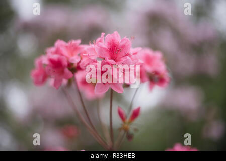 Rhododendrons en fleur rose à la Brooklyn Botanical Garden le jour de la mère Banque D'Images