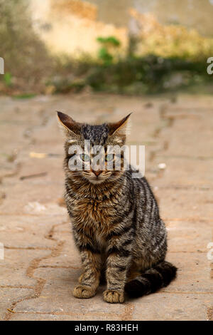 Portrait de chat européen. Portrait de beau chat. Cute cat à trois couleurs. European short haired cat. Portrait de chaton tricolore. Chat mignon. Banque D'Images