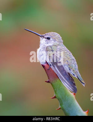 Colibri femelle perchée sur la pointe d'un agave Banque D'Images