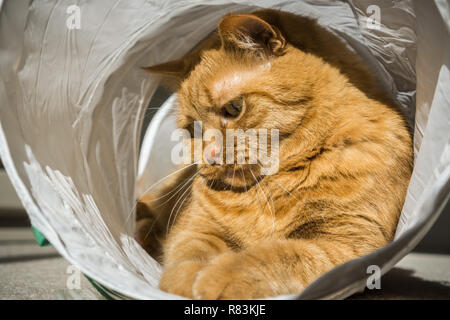 Grosse orange chat jouant dans un tunnel du chat Banque D'Images