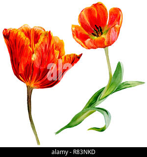 Amazing red tulip fleur avec feuille verte. Fleur botanique dessiné à la main. Contexte aquarelle illustration set. Tulipe rouge élément illustration isolé Banque D'Images