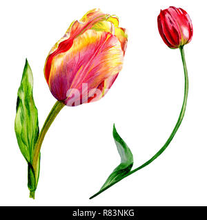 Amazing red tulip fleur avec feuille verte. Fleur botanique dessiné à la main. Contexte aquarelle illustration set. Tulipe rouge élément illustration isolé Banque D'Images