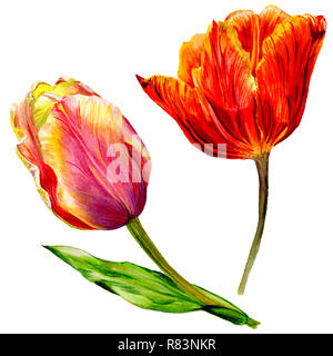 Amazing red tulip fleur avec feuille verte. Fleur botanique dessiné à la main. Contexte aquarelle illustration set. Tulipe rouge élément illustration isolé Banque D'Images
