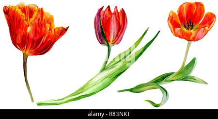 Amazing red tulip fleur avec feuille verte. Fleur botanique dessiné à la main. Contexte aquarelle illustration set. Tulipe rouge élément illustration isolé Banque D'Images