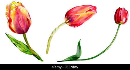 Amazing red tulip fleur avec feuille verte. Fleur botanique dessiné à la main. Contexte aquarelle illustration set. Tulipe rouge élément illustration isolé Banque D'Images
