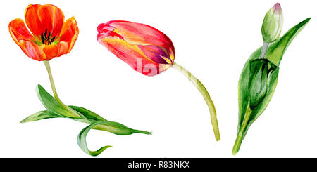 Amazing red tulip fleur avec feuille verte. Fleur botanique dessiné à la main. Contexte aquarelle illustration set. Tulipe rouge élément illustration isolé Banque D'Images