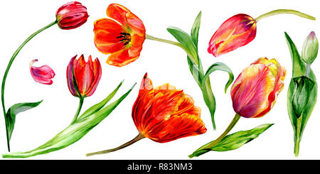 Amazing red tulip fleur avec feuille verte. Fleur botanique dessiné à la main. Contexte aquarelle illustration set. Tulipe rouge élément illustration isolé Banque D'Images