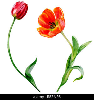 Amazing red tulip fleur avec feuille verte. Fleur botanique dessiné à la main. Contexte aquarelle illustration set. Tulipe rouge élément illustration isolé Banque D'Images