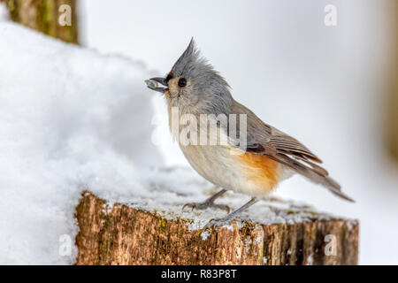 Mésange bicolore (Baeolophus bicolor) perché sur un moignon de neige en hiver. Banque D'Images