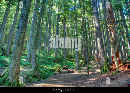 Chemin de randonnée à travers la forêt ancienne à Mt. Rainier National Park. Banque D'Images