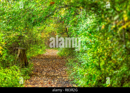 Un beau et mystérieux tunnel d'arbres et de broussailles salue des randonneurs sur le sentier Wildwing, l'un de plusieurs sentiers de nature à Kensington Metropark. Banque D'Images