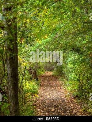 Un beau et mystérieux tunnel d'arbres et de broussailles salue des randonneurs sur le sentier Wildwing, l'un de plusieurs sentiers de nature à Kensington Metropark. Banque D'Images