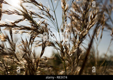 Les herbes folles au large de l'eau dans le marais dans le Kent Seasalter UK Banque D'Images