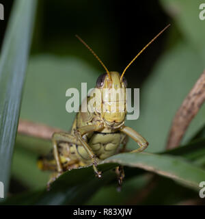 Je vois pas souvent et apprendre à photographier une sauterelle Melanoplus Differentialis (différentiel). Celui-ci était dans mon bassin Koi plantes. Banque D'Images