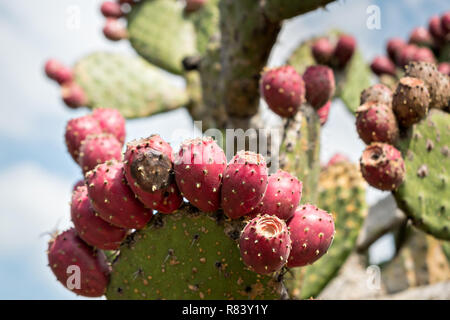 Cactus Opuntia, communément appelé figuier de barbarie, passants à la menacer d'El Charco del Ingenio jardin botanique à San Miguel de Allende, Mexique. Banque D'Images