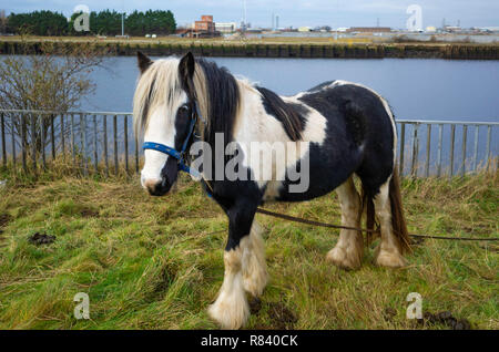 Un poney gitan noir et blanc attaché sur la rive de la Rivière Tees à Middlesbrough Banque D'Images