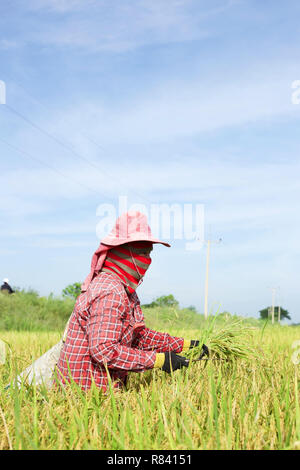 Une agricultrice thaïlandaise récolte du riz dans un champ de riz rural. Banque D'Images