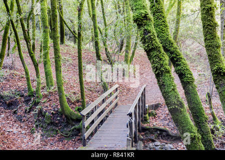 Passerelle en Californie Bay Laurel Forest. Banque D'Images