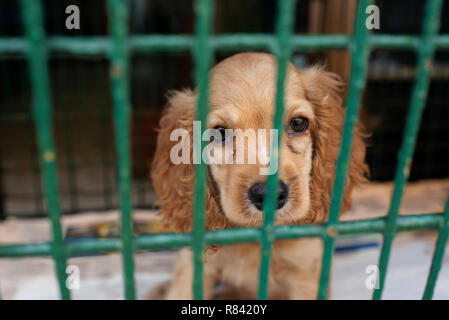Cocker Anglais chiot dans une cage, attend son prochain propriétaire derrière les barreaux. Chiens à vendre dans un magasin pour animaux de Cartagena de Indias, Colombie, Amérique du Sud Banque D'Images