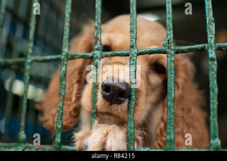 Cocker Anglais chiot dans une cage, attend son prochain propriétaire derrière les barreaux. Chiens à vendre dans un magasin pour animaux de Cartagena de Indias, Colombie, Amérique du Sud Banque D'Images