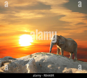 L'éléphant majestueux au coucher du soleil Banque D'Images