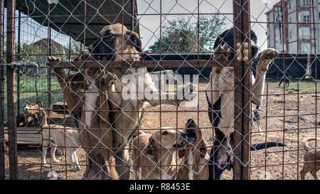 Podgorica, Monténégro, septembre 2017 - chiens sans-abri attendent d'être adopté par un nouveau propriétaire dans un refuge pour animaux abandonnés Banque D'Images