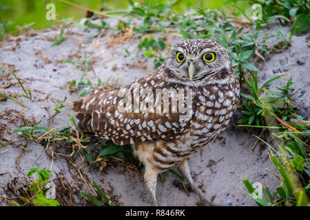 Un hibou à Cape Coral, Florida Banque D'Images