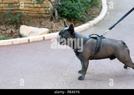 Portrait d'un Beau Bouledogue français chien portant faisceau dans Monaco Banque D'Images