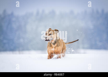 Bull-terrier américain de mine en marche et jouer dans la neige Banque D'Images