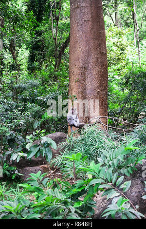 Dans la jungle verte macaque. Singe balinais (Macaca fascicularis) sitting on branch in distance Banque D'Images