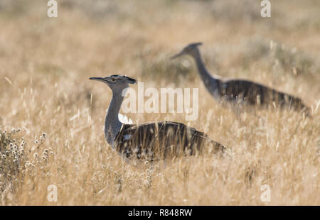 Deux Outardes Kori marcher dans l'herbe haute Banque D'Images