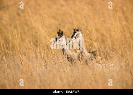 Deux Outardes Kori marcher dans l'herbe haute Banque D'Images