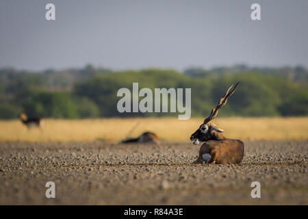 Un troupeau blackbuck itinérance dans domaine de tal chappar blackbuck sanctuaire. Ce sanctuaire également célèbre pour les rapaces. Banque D'Images