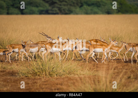 Un troupeau blackbuck itinérance dans domaine de tal chappar blackbuck sanctuaire. Ce sanctuaire également célèbre pour les rapaces. Banque D'Images