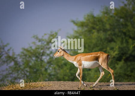 Un troupeau blackbuck itinérance dans domaine de tal chappar blackbuck sanctuaire. Ce sanctuaire également célèbre pour les rapaces. Banque D'Images