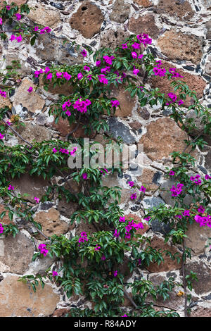 Bougainvillea décore les murs d'une maison en pierre - San Miguel de Allende, Mexique Banque D'Images