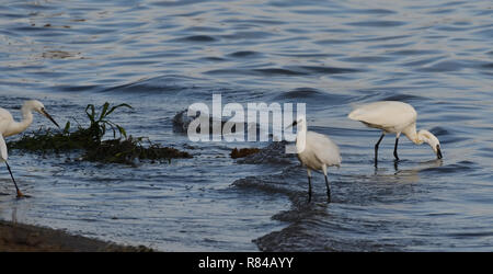 Llittle aigrettes (Egretta garzetta) recherche de nourriture dans les eaux peu profondes du lac Victoria. Entebbe, Ouganda. Banque D'Images