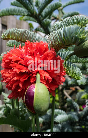 Fleur double rouge coquelicot Papaver somniferum dans un jardin. Beau contraste de couleur entre le rouge coquelicot et le sapin bleu. Banque D'Images