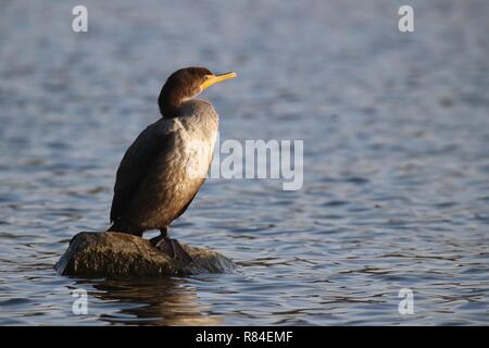 Un cormoran à aigrettes double immatures debout sur un rocher au bord d'un lac. Banque D'Images