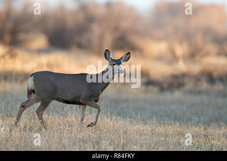 Rocky Mountain le Cerf mulet (Odocoileus hemionus hemionus), Bernardo Domaine de la sauvagine, Nouveau Mexique, USA. Banque D'Images