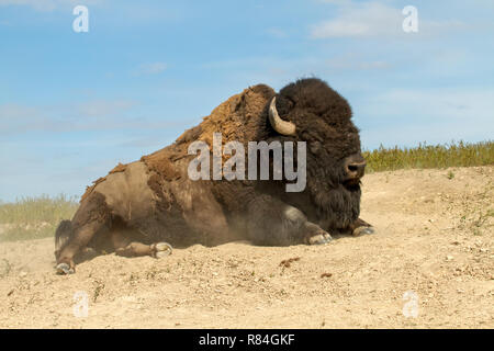 National Bison Range, Montana, USA. Bison commence à se tenir debout dans un trou bourbeux. Banque D'Images