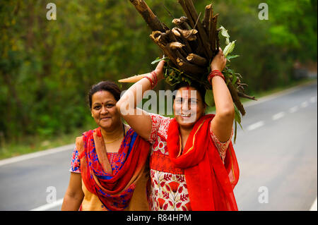 Womans indiens traditionnels en saris transporter le bois sur la route Kaladhungi-Naini Kaladhungi près de Tal, Uttarakhand, Inde Banque D'Images