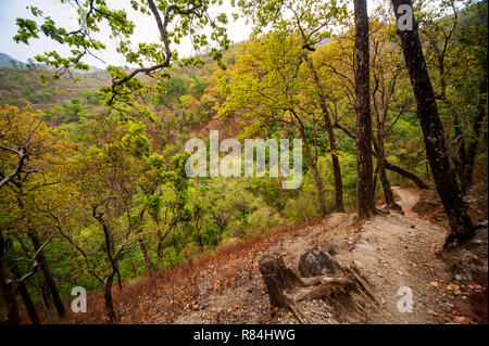 Sur le chemin d'une jungle dense sur le Nandhour à distance, collines, vallée du Kumaon Uttarakhand, Inde Banque D'Images