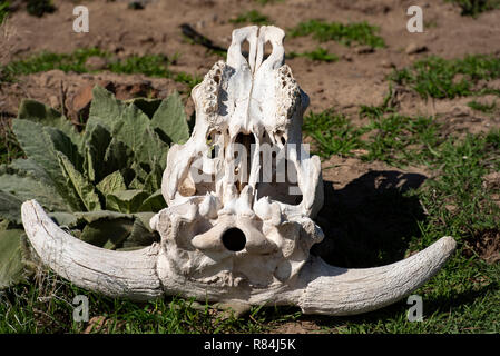 Crâne de vache a blanchi le blanc avec des cornes et des dents, dessous Banque D'Images