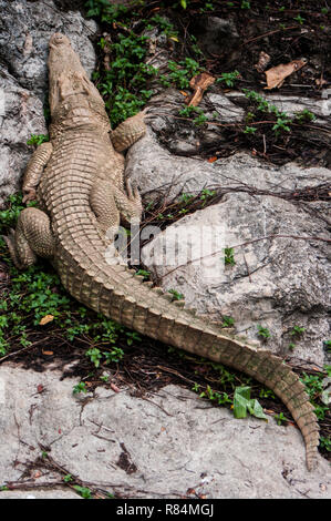 Crocodile albinos, crocodile siamois Banque D'Images