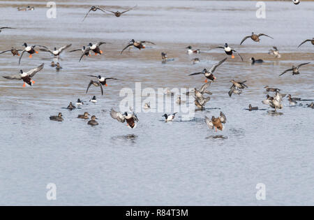 Troupeau de l'atterrissage du Canard souchet (Spatule clypeata) Banque D'Images